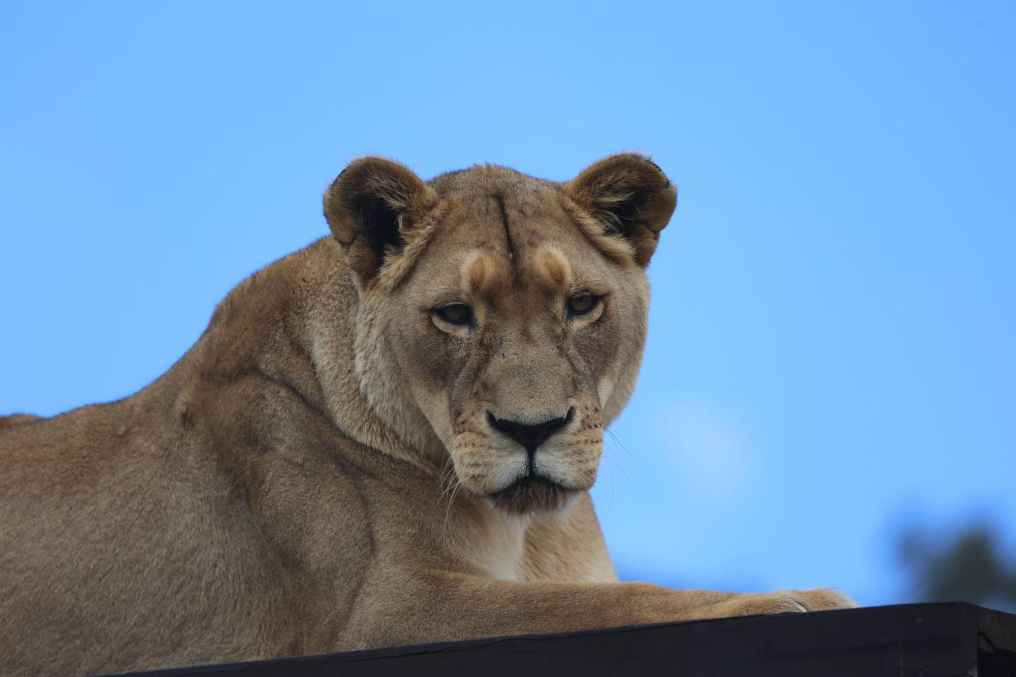 Lionsrock Big Cat Sanctuary Villa Bethlehem Eksteriør bilde