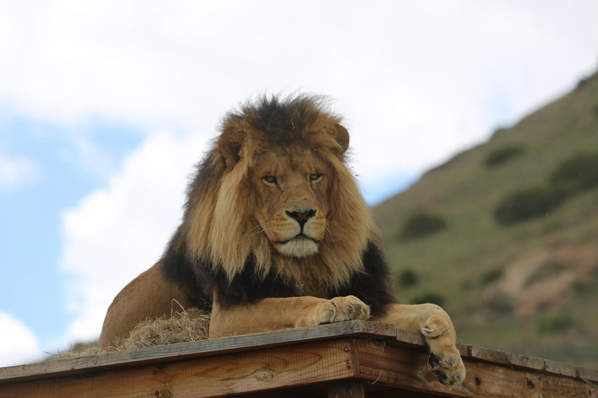 Lionsrock Big Cat Sanctuary Villa Bethlehem Eksteriør bilde