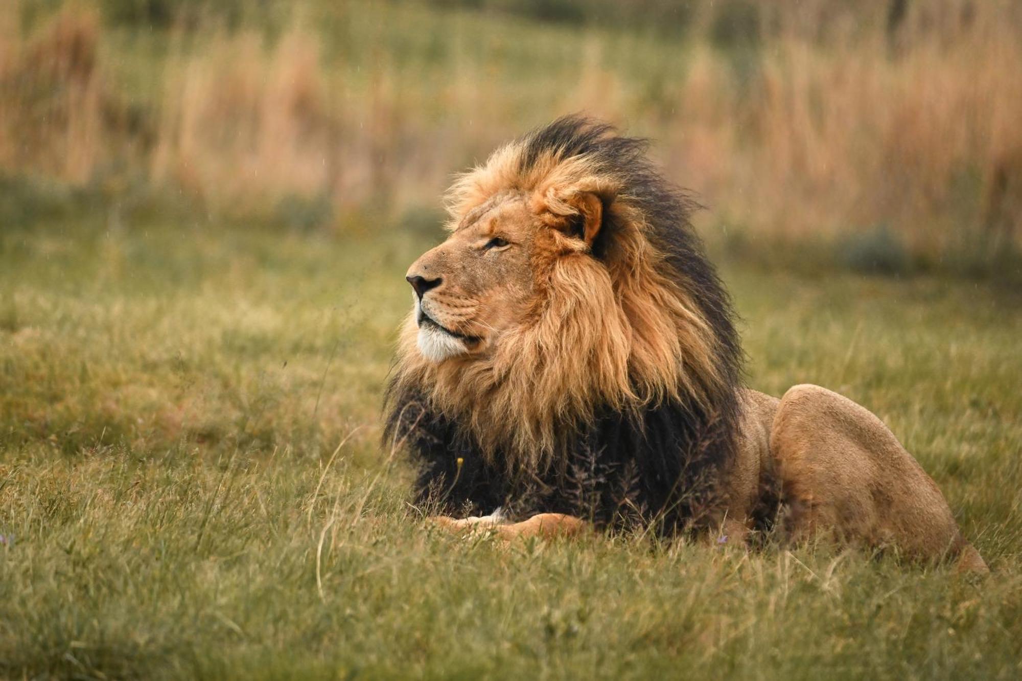 Lionsrock Big Cat Sanctuary Villa Bethlehem Eksteriør bilde