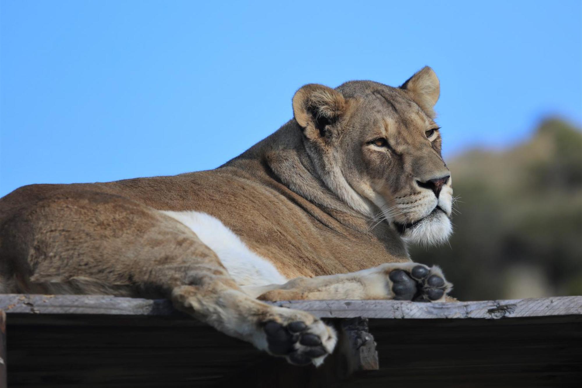 Lionsrock Big Cat Sanctuary Villa Bethlehem Eksteriør bilde