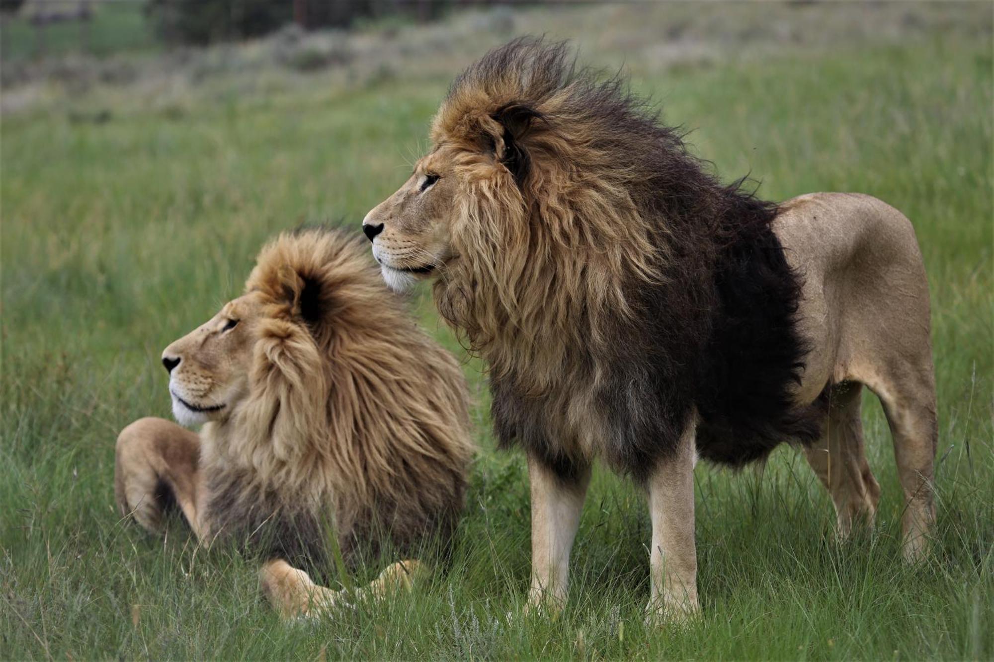 Lionsrock Big Cat Sanctuary Villa Bethlehem Eksteriør bilde