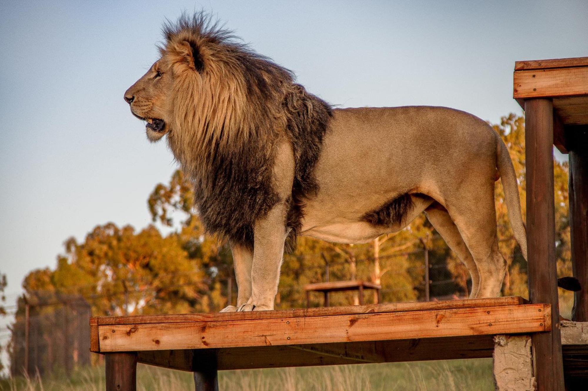 Lionsrock Big Cat Sanctuary Villa Bethlehem Eksteriør bilde