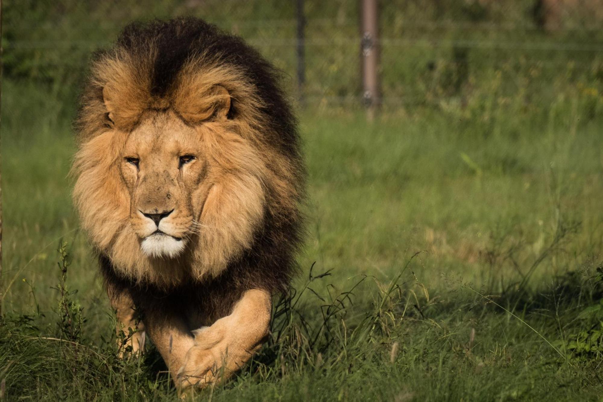 Lionsrock Big Cat Sanctuary Villa Bethlehem Eksteriør bilde