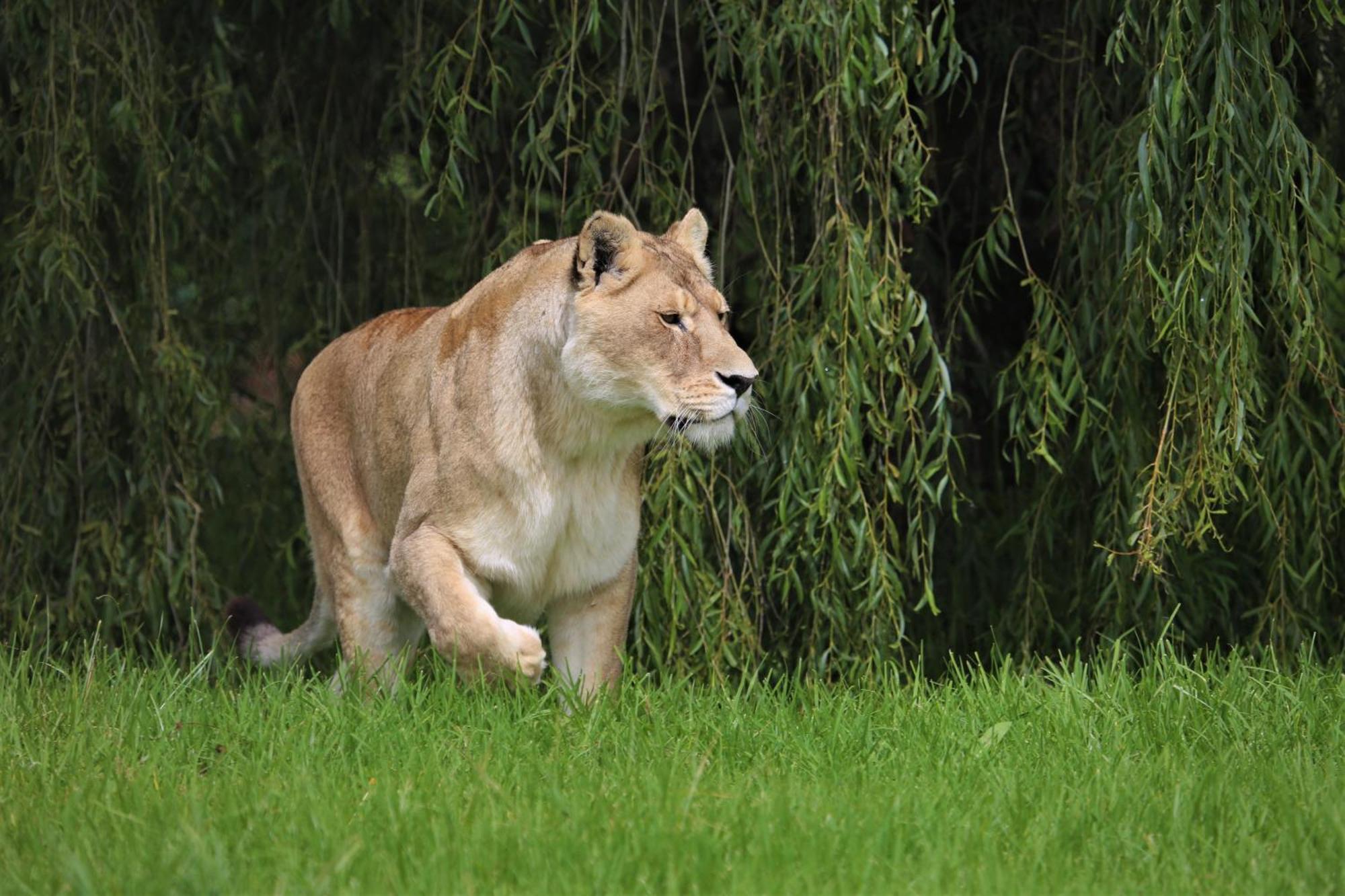 Lionsrock Big Cat Sanctuary Villa Bethlehem Eksteriør bilde