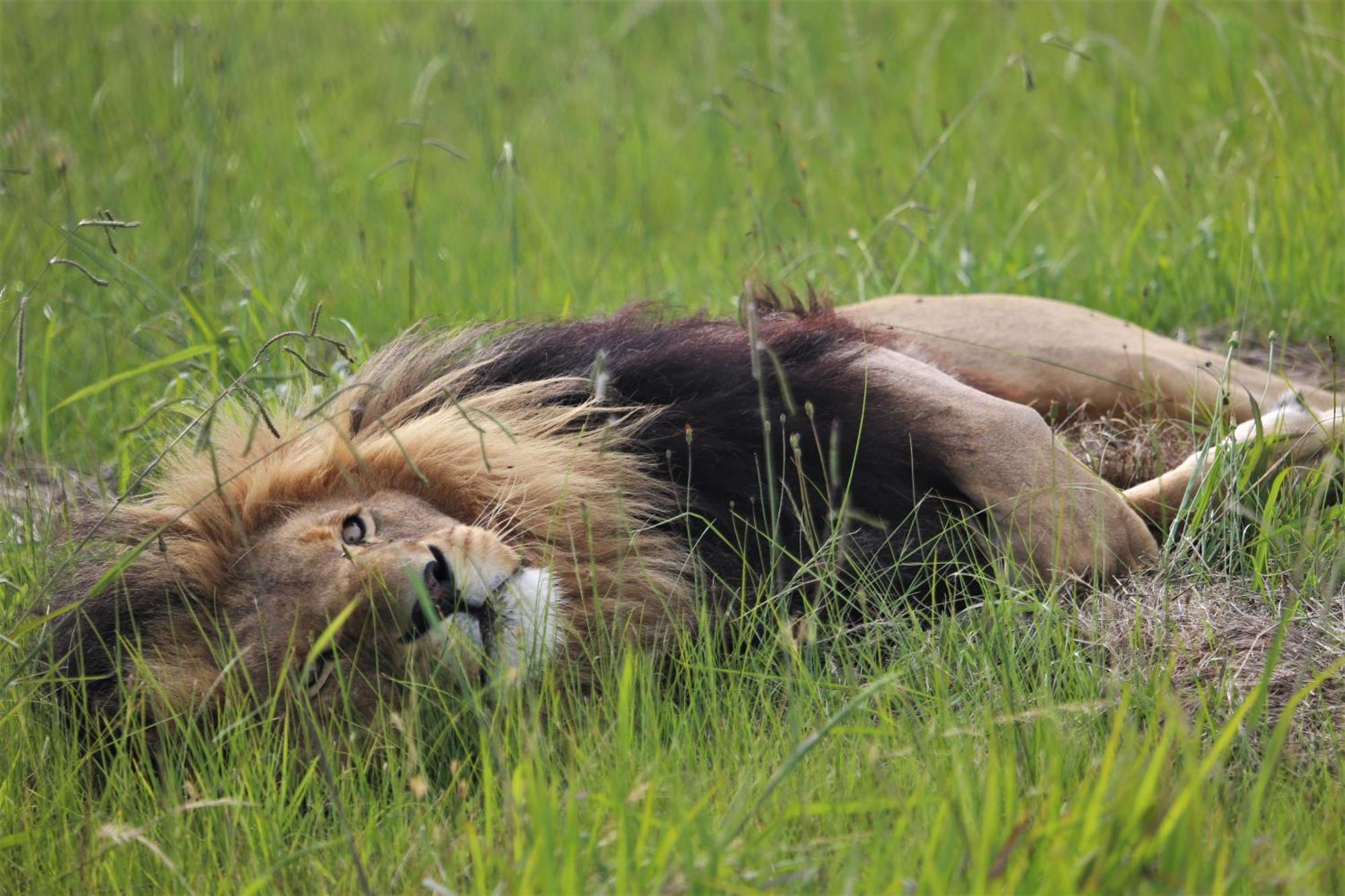 Lionsrock Big Cat Sanctuary Villa Bethlehem Eksteriør bilde