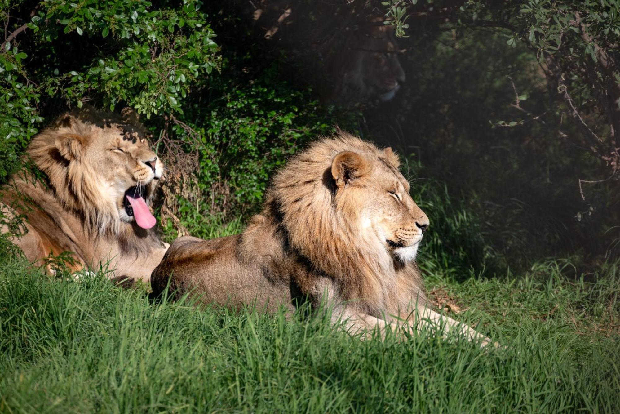 Lionsrock Big Cat Sanctuary Villa Bethlehem Eksteriør bilde