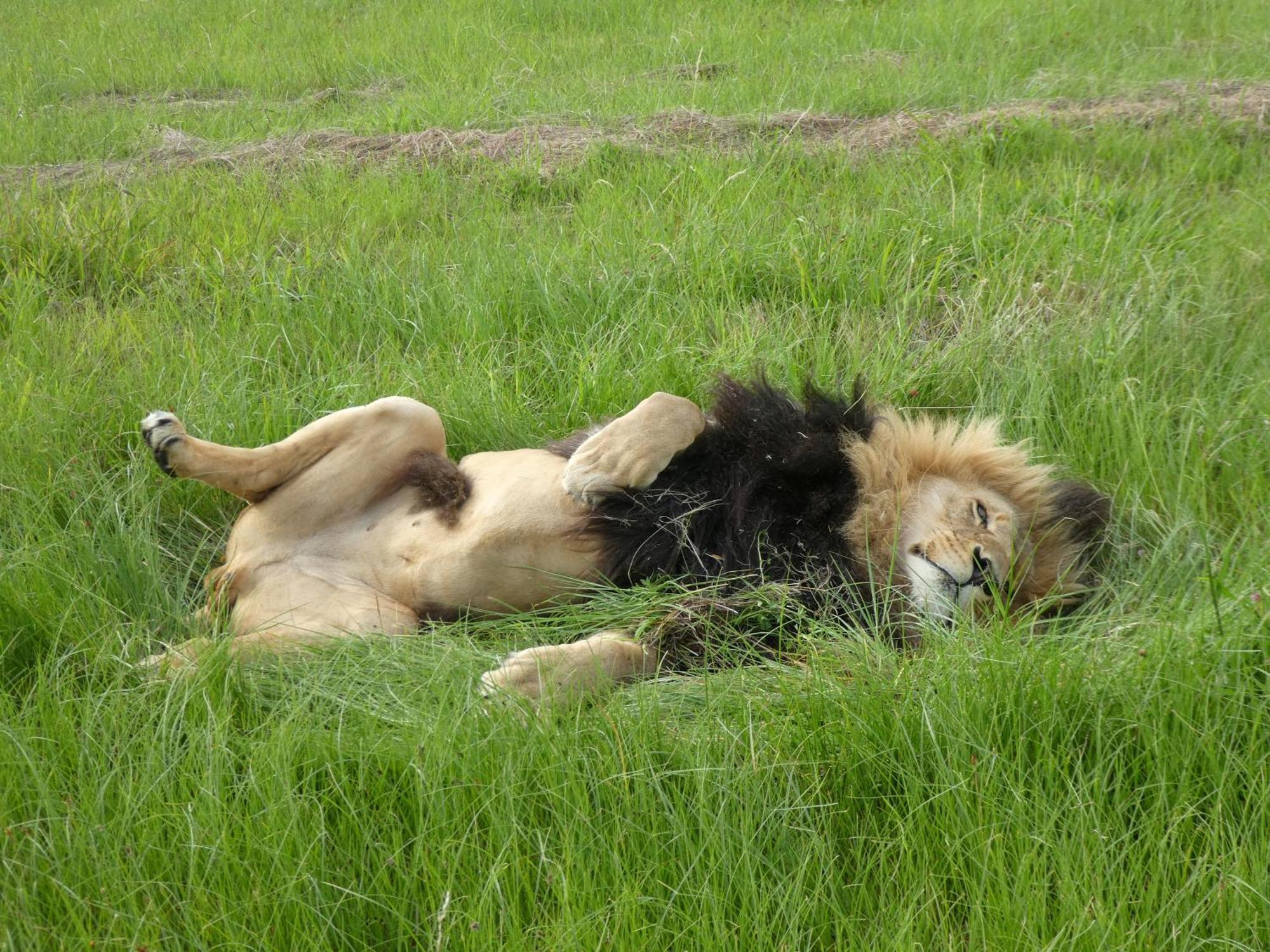 Lionsrock Big Cat Sanctuary Villa Bethlehem Eksteriør bilde