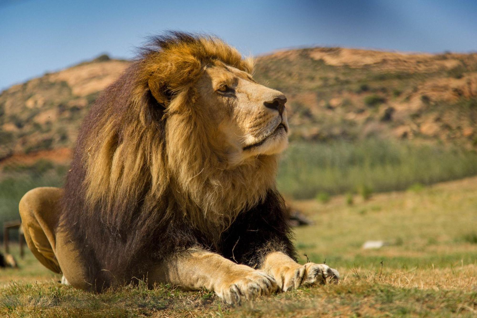 Lionsrock Big Cat Sanctuary Villa Bethlehem Eksteriør bilde
