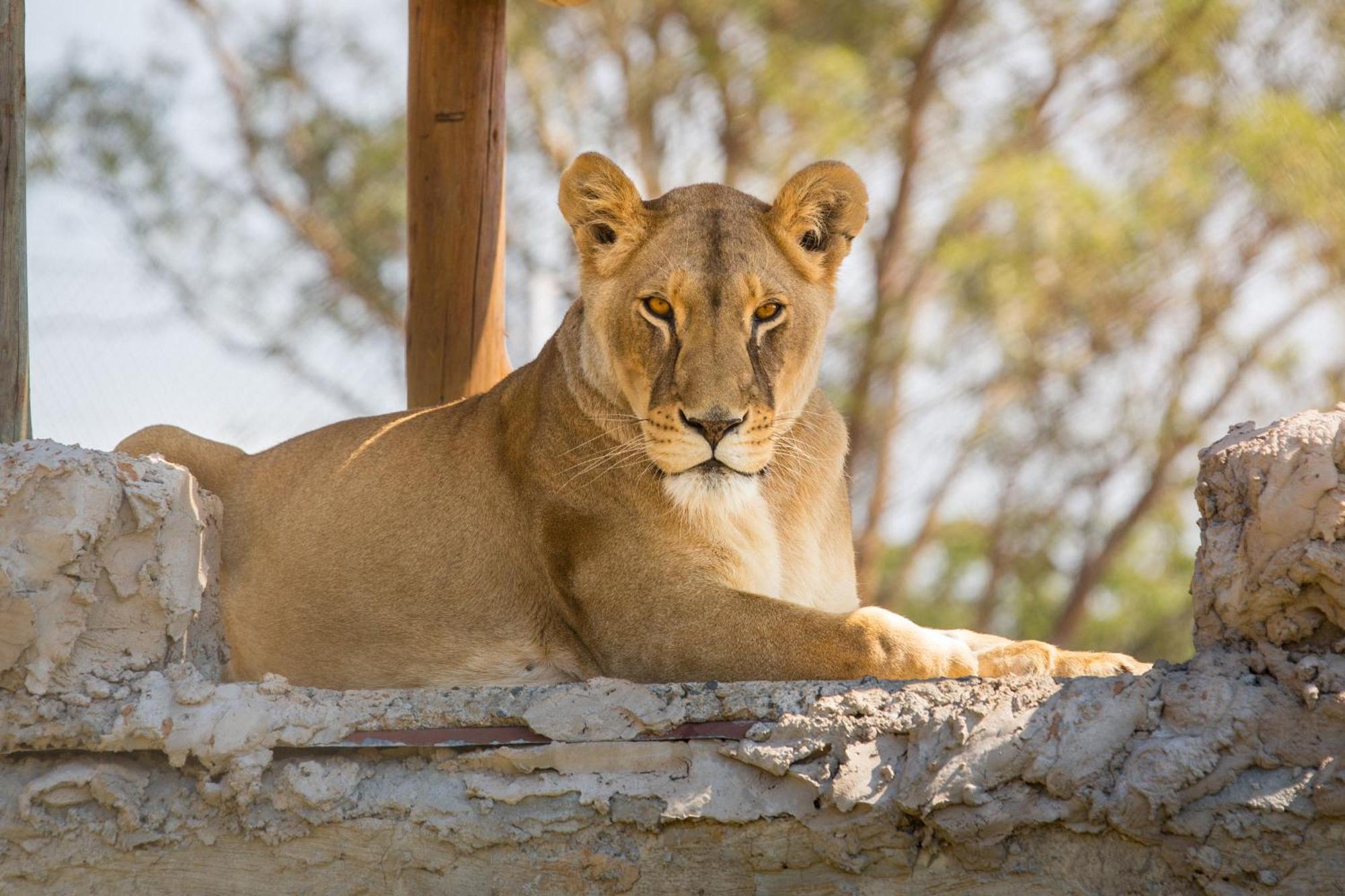 Lionsrock Big Cat Sanctuary Villa Bethlehem Eksteriør bilde