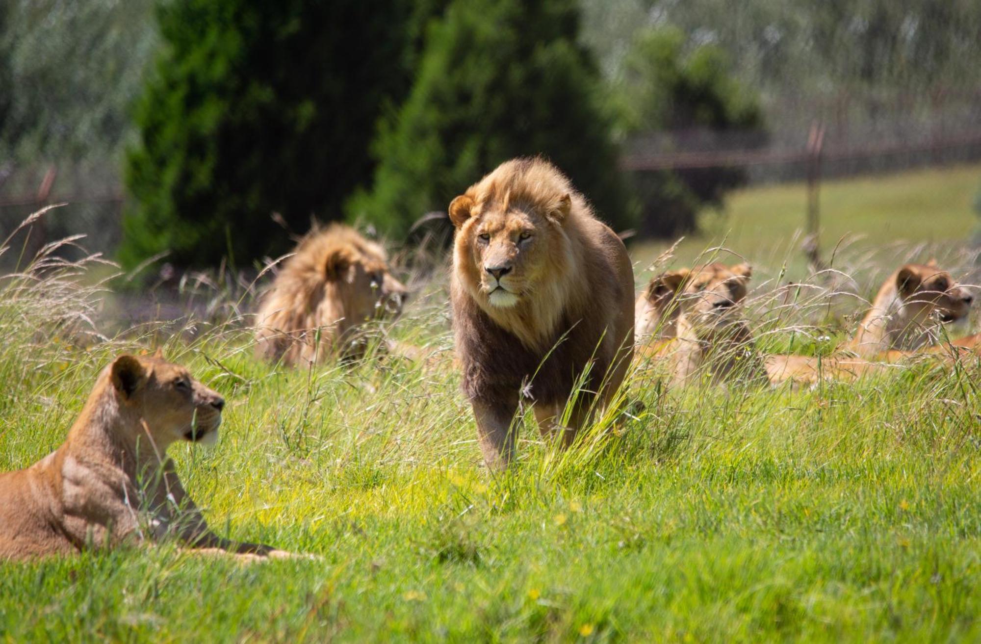 Lionsrock Big Cat Sanctuary Villa Bethlehem Eksteriør bilde