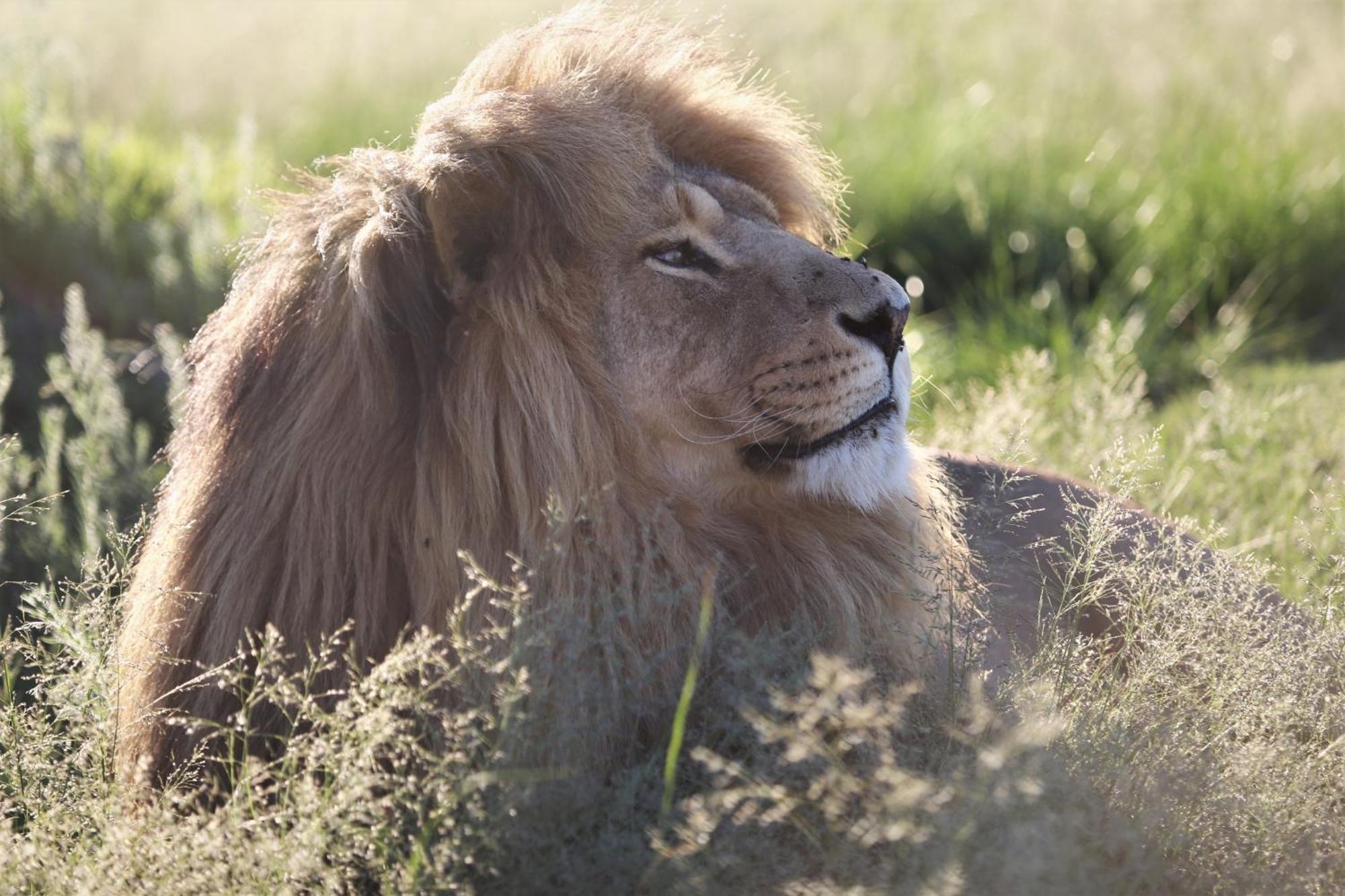 Lionsrock Big Cat Sanctuary Villa Bethlehem Eksteriør bilde