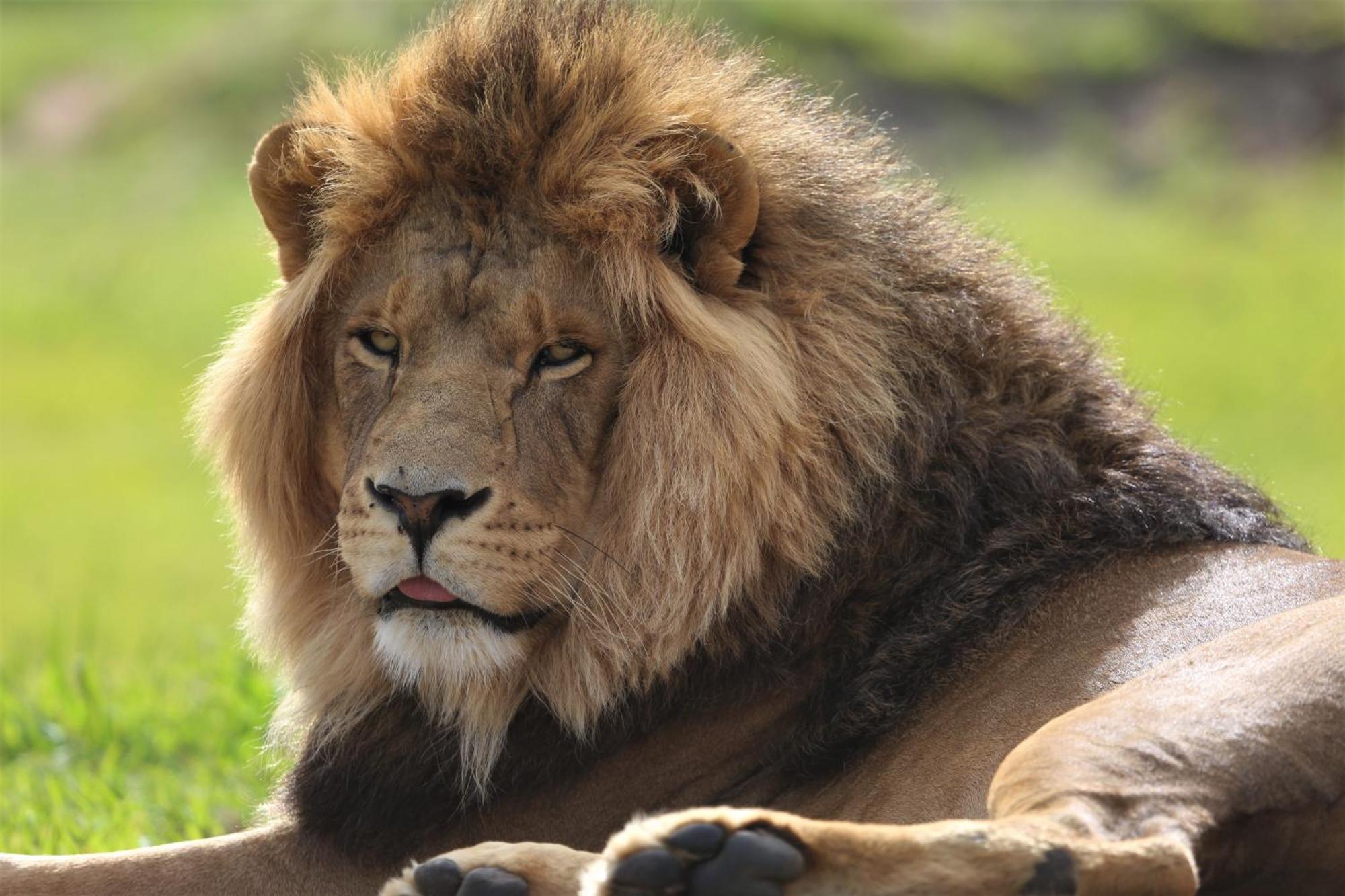 Lionsrock Big Cat Sanctuary Villa Bethlehem Eksteriør bilde