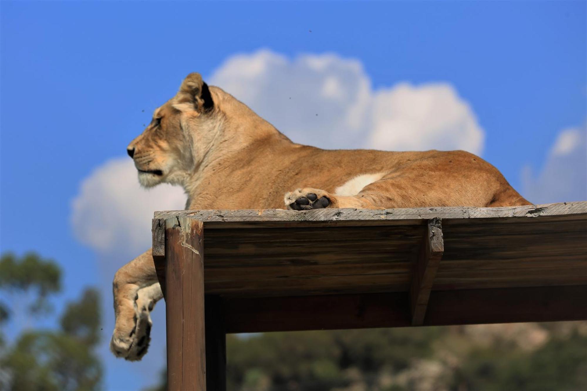 Lionsrock Big Cat Sanctuary Villa Bethlehem Eksteriør bilde