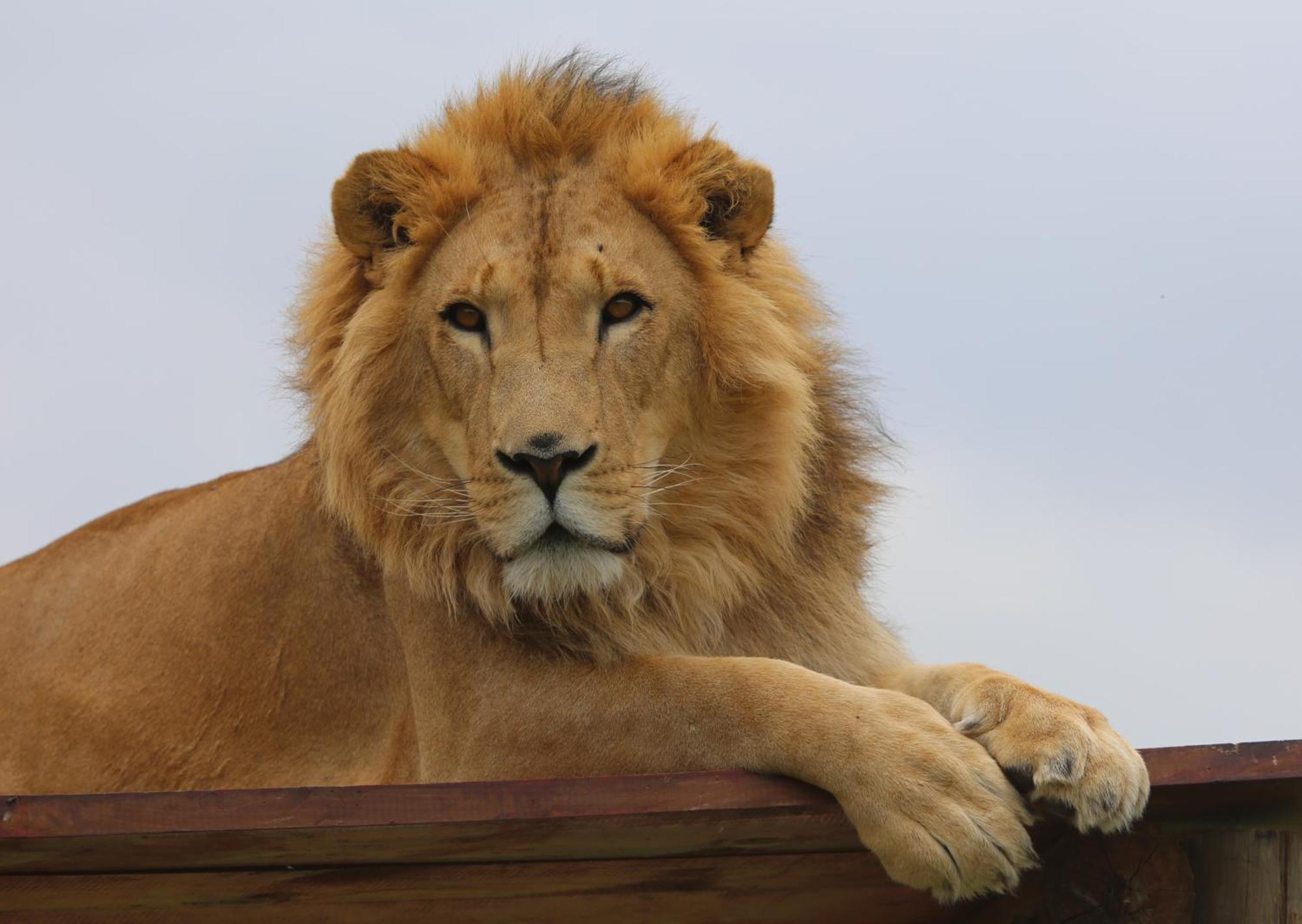 Lionsrock Big Cat Sanctuary Villa Bethlehem Eksteriør bilde