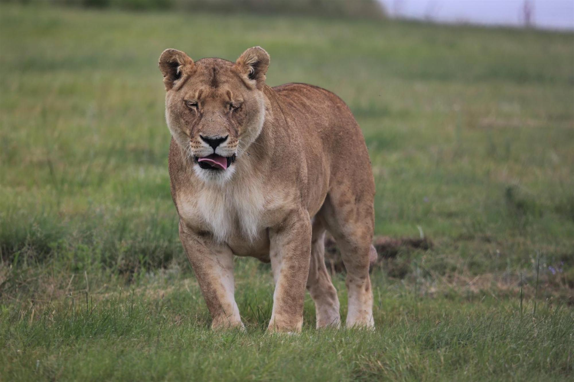 Lionsrock Big Cat Sanctuary Villa Bethlehem Eksteriør bilde