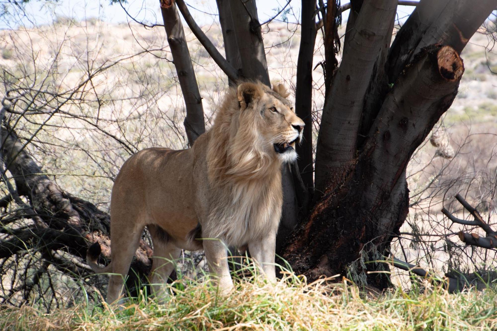 Lionsrock Big Cat Sanctuary Villa Bethlehem Eksteriør bilde